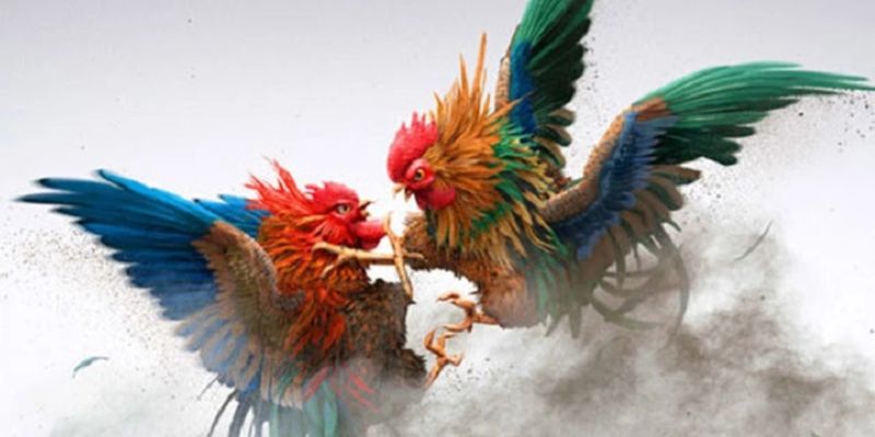 Vì sao đá gà Rikvip hấp dẫn hơn