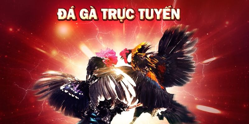 Đá gà C1 trực tuyến là gì