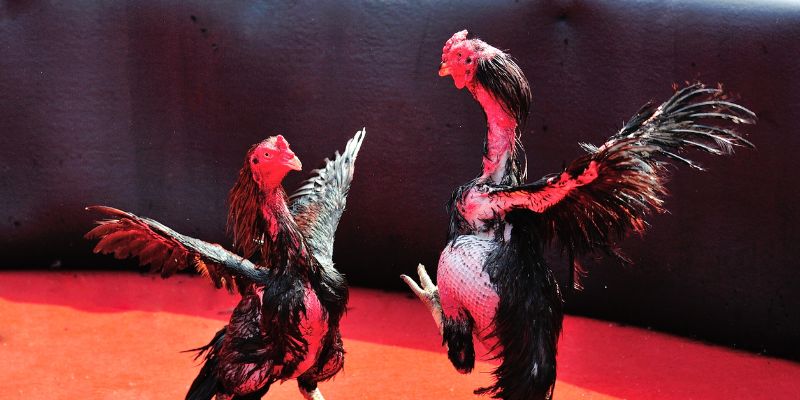 Kinh nghiệm chơi hiệu quả