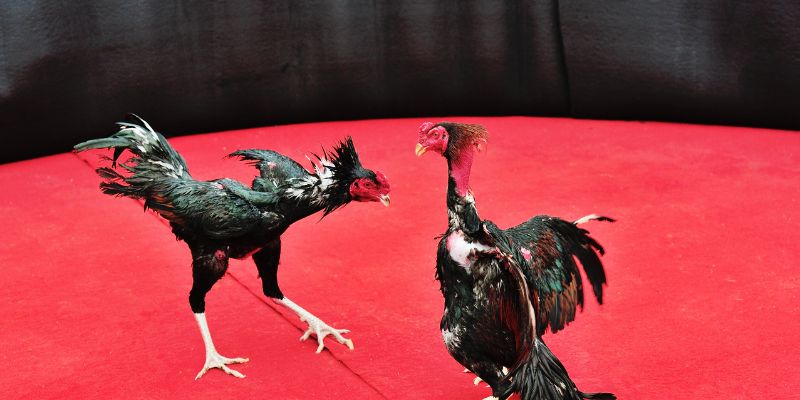 Bí quyết nâng cao tỷ lệ thắng