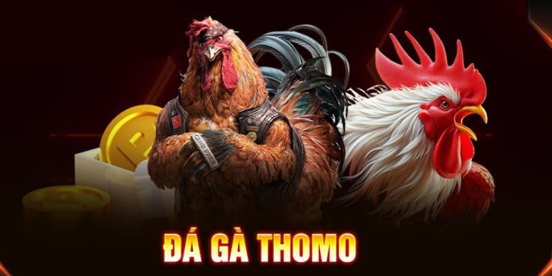 Tìm hiểu về đá gà thomo là gì