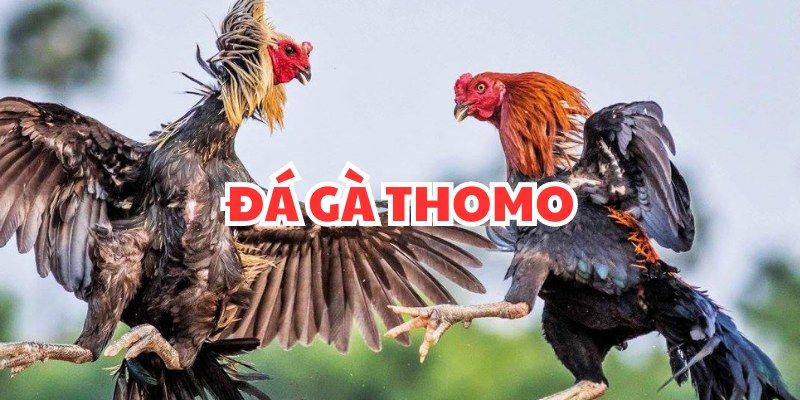 Hướng dẫn tham gia chi tiết